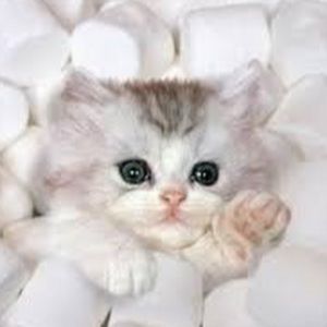 Meet your Posher, Leslie